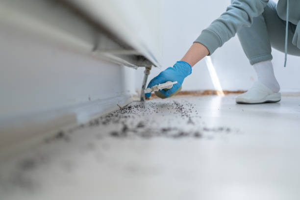 Flea Control Services in Inkerman, PA